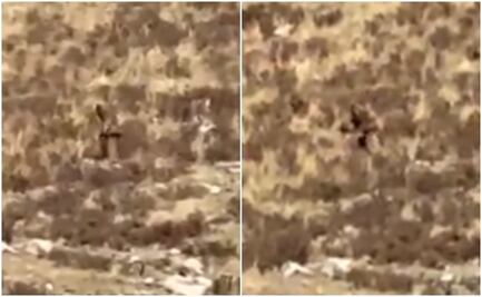 ¿Pie Grande? Captan en video a extraño ser en las montañas de Colorado