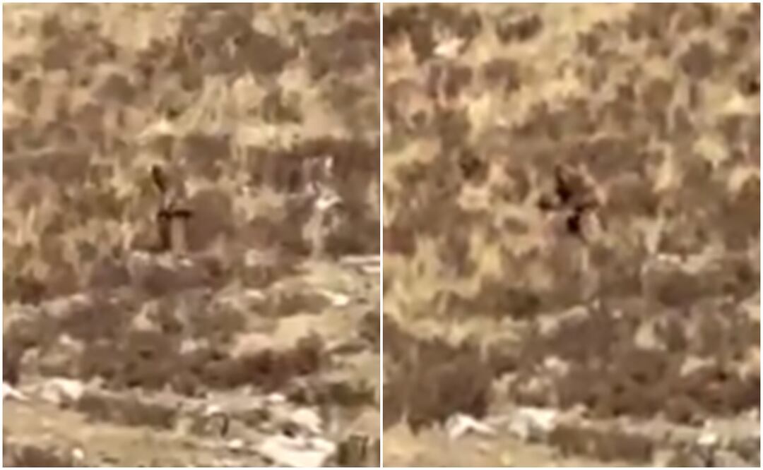 ¿Pie Grande? Captan en video a extraño ser en las montañas de Colorado. Foto: X