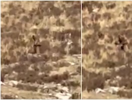 ¿Pie Grande? Captan en video a extraño ser en las montañas de Colorado