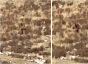 ¿Pie Grande? Captan en video a extraño ser en las montañas de Colorado