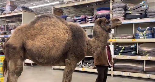 Sorprende visita de camello en tienda de mascotas de Michigan