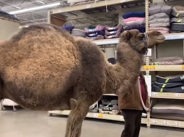 Sorprende visita de camello en tienda de mascotas de Michigan