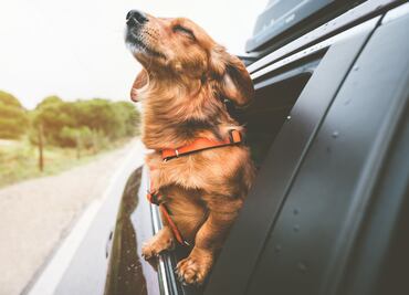 Con proyecto de ley, buscan en Florida que perros no saquen la cabeza de autos