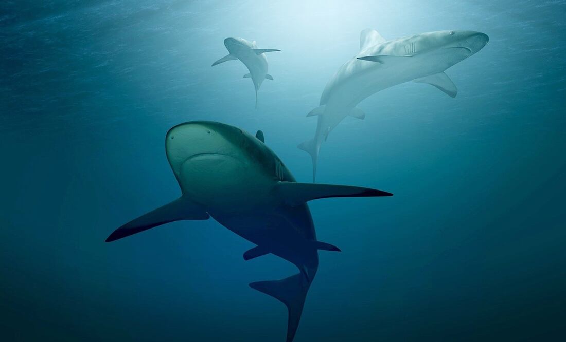 Nueva York aumenta número de drones para vigilar tiburones. Pixabay