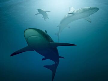 Joven es mordido por tiburón en Florida y queda hospitalizado