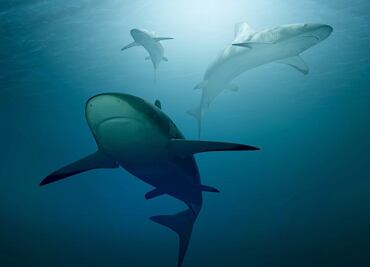 Nueva York aumenta número de drones para vigilar tiburones en Long Island y el condado de Westchester