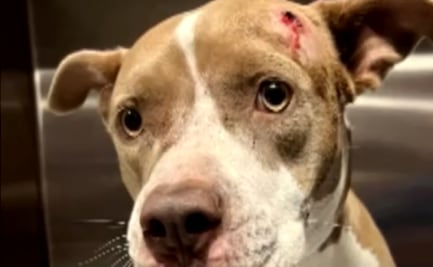 Rescatan a perrita que vagaba con un balazo en la cabeza en Florida