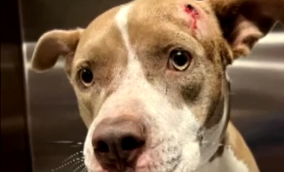 Perrita Miracle/ Foto: Video
