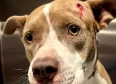Rescatan a perrita que vagaba con un balazo en la cabeza en Florida