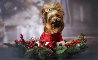 Consejos para cuidar a tu mascota en las fiestas navideñas