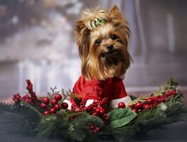 Consejos para cuidar a tu mascota en las fiestas navideñas