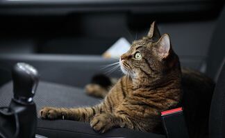 ¿Cómo viajar largas distancias con tu gato, según los expertos?