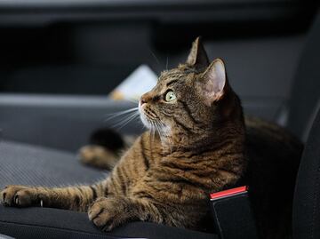 ¿Cómo viajar largas distancias con tu gato, según los expertos?