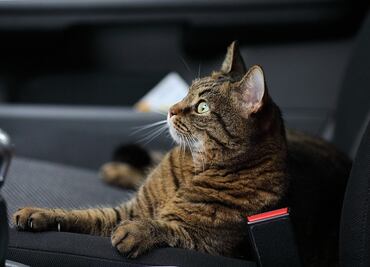 ¿Cómo viajar largas distancias con tu gato, según los expertos?