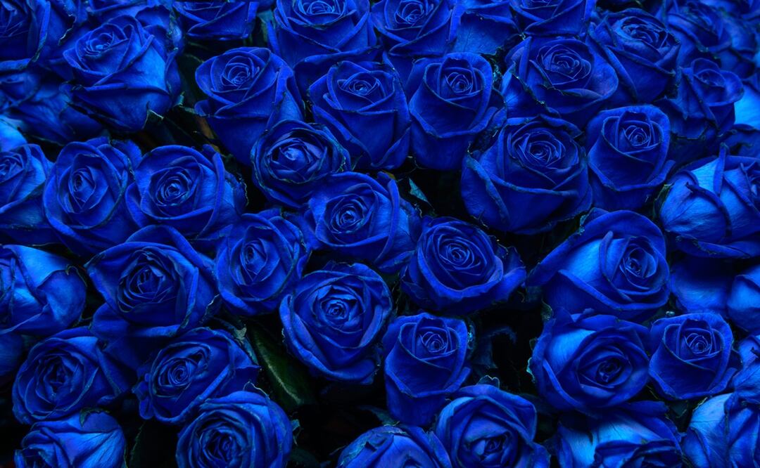 Regalar flores azules se ha convertido en una tradición cada 3 de octubre. Foto: iStock