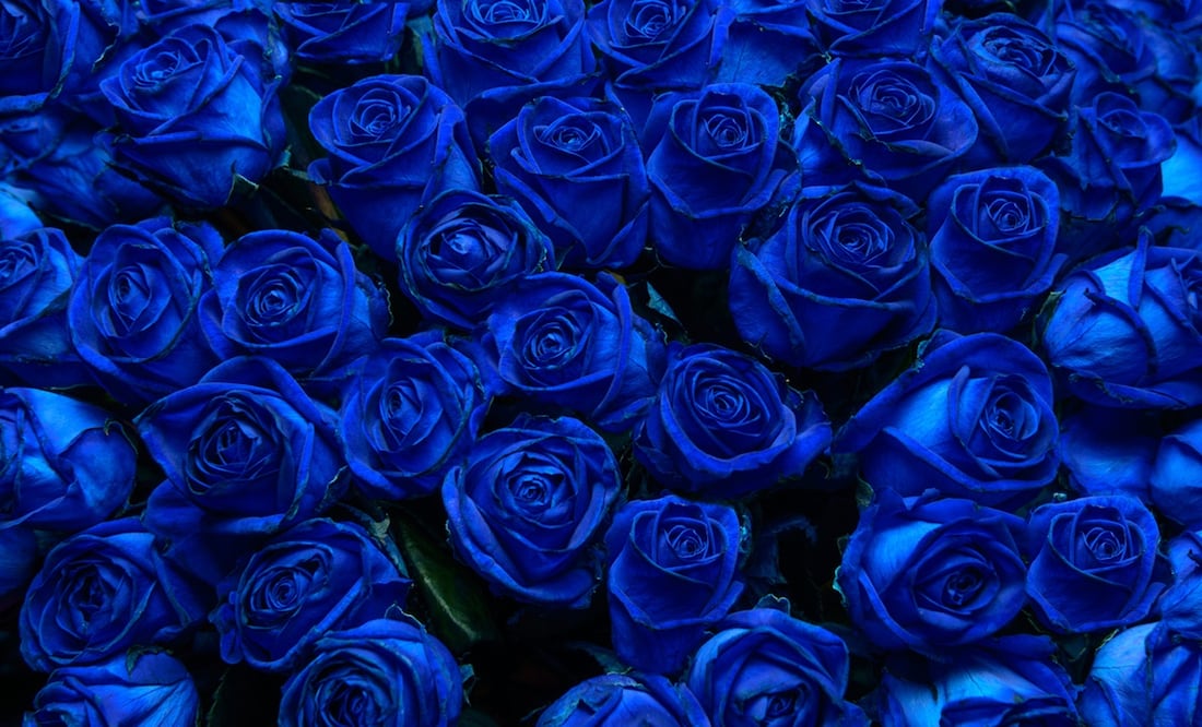 Regalar flores azules se ha convertido en una tradición cada 3 de octubre. Foto: iStock
