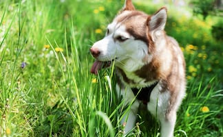 ¿Por qué a los perros les gusta comer pasto? ¿Les hace daño?