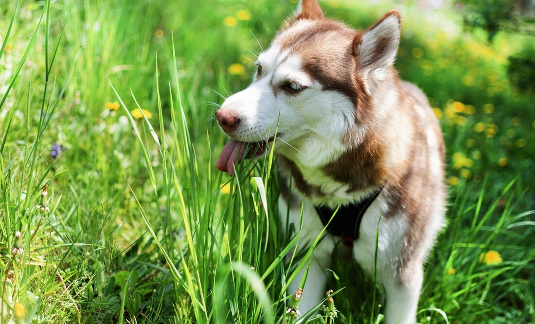 ¿Por qué los perros comen pasto? Esto dicen los expertos. Foto:  iStock-Inna Dodor