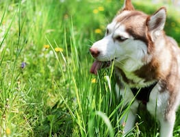 ¿Por qué a los perros les gusta comer pasto? ¿Les hace daño?