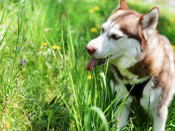 ¿Por qué a los perros les gusta comer pasto? ¿Les hace daño?