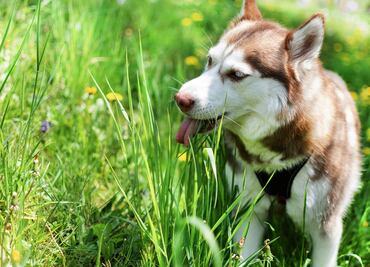 ¿Por qué a los perros les gusta comer pasto? ¿Les hace daño?