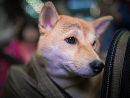 Estados Unidos prohíbe la entrada de perros de estos países de "riesgo"