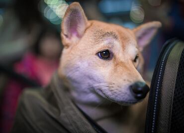 Estados Unidos prohíbe la entrada de perros de estos países de "riesgo"