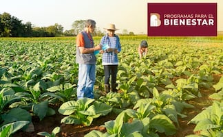 Programa Sembrando Vida. Fecha del pago de mayo de $6,450 pesos