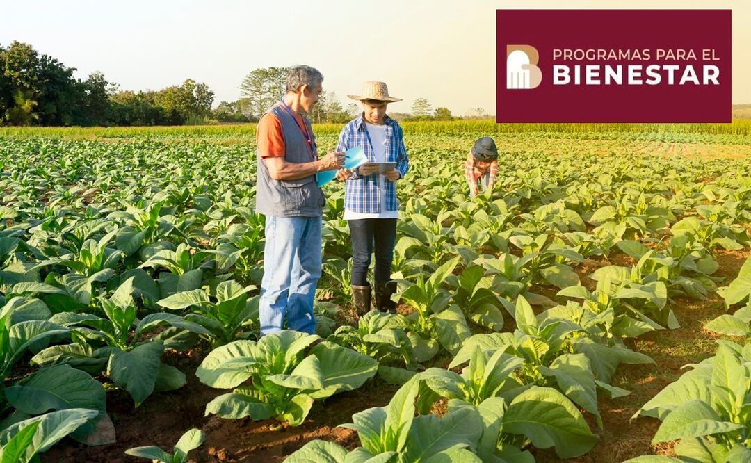 Producción para el Bienestar. Campesinos ya pueden cobrar apoyos de hasta 24 mil pesos: iStock/Verin Makcharoen