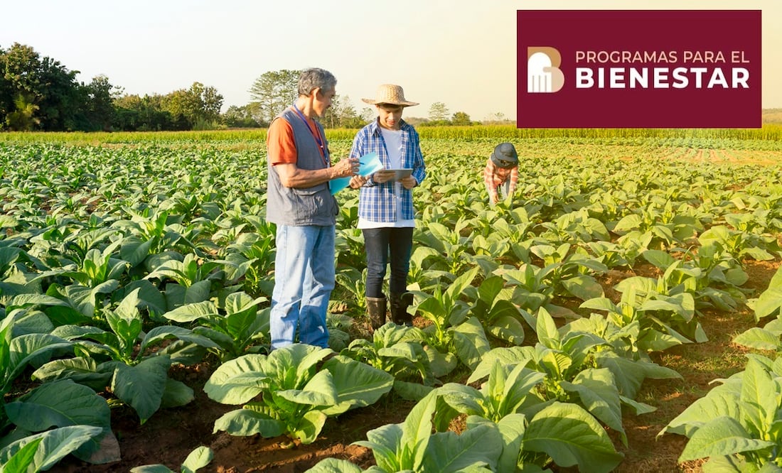 Producción para el Bienestar. Campesinos ya pueden cobrar apoyos de hasta 24 mil pesos: iStock/Verin Makcharoen
