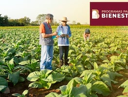 Producción para el Bienestar. Campesinos ya pueden cobrar apoyos de hasta 24 mil pesos