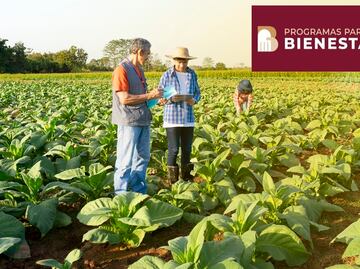 Producción para el Bienestar. Campesinos ya pueden cobrar apoyos de hasta 24 mil pesos