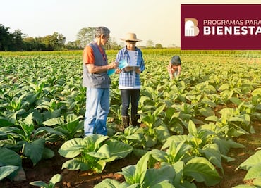 Programa Sembrando Vida. Fecha del pago de mayo de $6,450 pesos