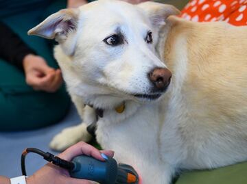 Estadounidenses gastaron más de 72 mil mdd en mascotas en 2018