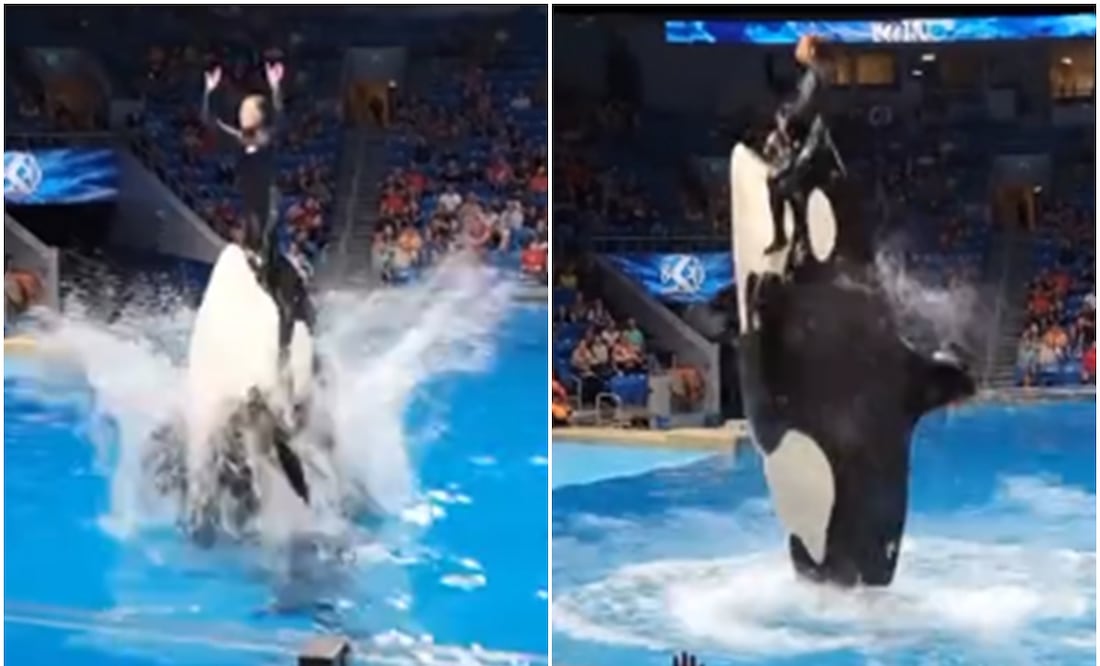 ¿Murió la entrenadora Jessica Radcliffe a manos de una orca? La verdad detrás del video viral que conmociona redes. Foto videos de X