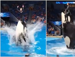 ¿Murió Jessica Radcliffe por ataque de una orca durante show? La verdad detrás del video viral