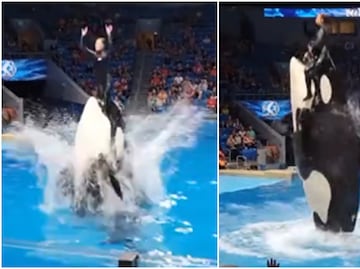 ¿Murió Jessica Radcliffe por ataque de una orca durante show? La verdad detrás del video viral