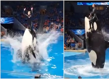 ¿Murió Jessica Radcliffe por ataque de una orca durante show? La verdad detrás del video viral