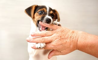  ¿Qué hacer si un perro te muerde y cómo evitarlo? Esto dice Harvard 