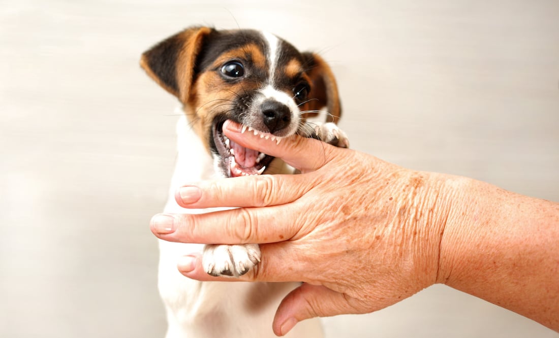 ¿Qué hacer si un perro te muerde?¿Cómo evitar una mordida? Esto dice Harvard. IStock/Lubo Ivanko