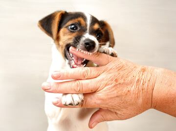 ¿Qué hacer si un perro te muerde y cómo evitarlo? Esto dice Harvard