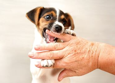 ¿Qué hacer si un perro te muerde y cómo evitarlo? Esto dice Harvard