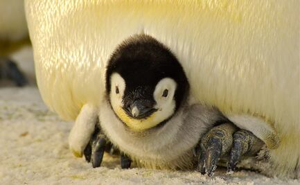 Acuario de Nueva Orleans da nombre a pingüino recién nacido 