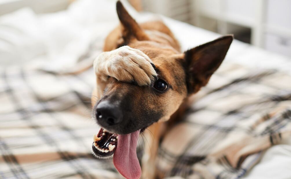 ¿Cuántos años viven los perros mestizos? ¿Viven más que los de raza pura? Foto: iStock-SeventyFour