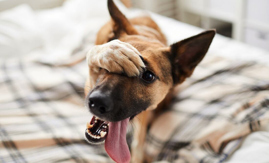 ¿Cuántos años viven los perros mestizos? ¿Viven más que los de raza pura? Foto: iStock-SeventyFour