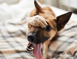 ¿Cuántos años viven los perros mestizos? ¿Viven más que los de raza pura?