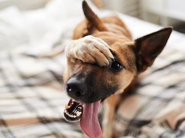 ¿Cuántos años viven los perros mestizos? ¿Viven más que los de raza pura?