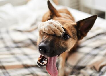 ¿Cuántos años viven los perros mestizos? ¿Viven más que los de raza pura?