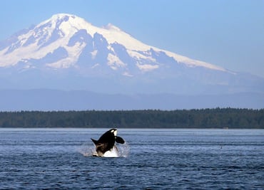 Captan a peculiar 'orca blanca' en la costa de Washington