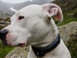 Mujer es mutilada hasta la muerte por dos perros 'Dogo' en California